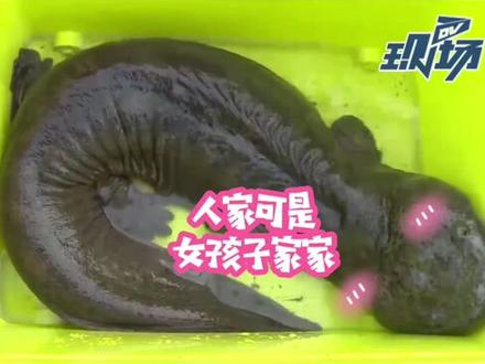 重庆惊现野生娃娃鱼Plus!长1.3米,重33斤!#野生动物 #娃娃鱼