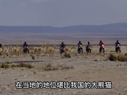 这种动物的毛制作的大衣一件价值25万,即便如此昂贵也不一定能买到#骆马毛 #制作过程 #涨知识