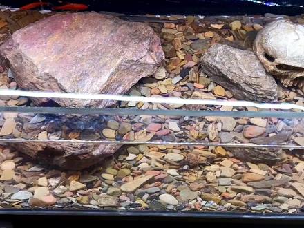 把鱤鱼和鳜鱼放一起,打造1个国产猛鱼缸,结果很快就发生意外了 #猛鱼 #猛鱼缸 #国产猛鱼 #鳜鱼 #鱤鱼