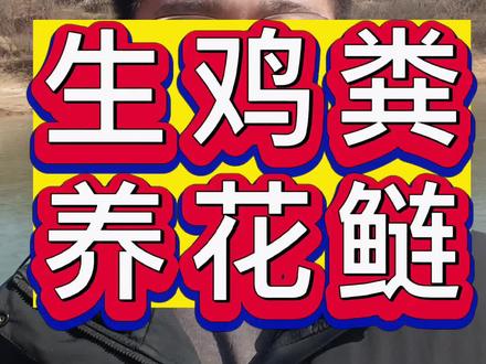 生鸡粪能不能喂花鲢,该怎么喂?#水产养殖技术 #水产人 #三农 #水产养殖 #四大家鱼养殖 @抖音小助手