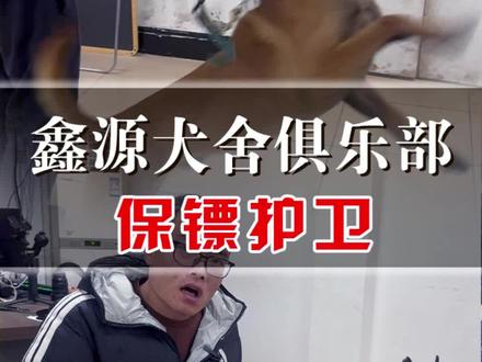 主人有危险它是真上 一条这样的马犬真是安全感满满#保镖犬#家庭伴侣#鑫源犬舍