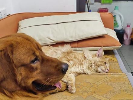 狗狗专属动画片#狗狗的动画片 #布鲁伊的一家 #狗狗的小尾巴都要摇上天了