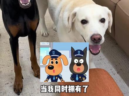 现实版拉布拉多警长和杜宾警员~ #杜宾#拉布拉多 #万物可爱计划