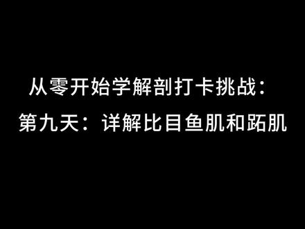 从零开始学解剖打卡挑战:第九天:详解比目鱼肌和跖肌 #运动解剖 #比目鱼肌 #从零开始学解剖打卡挑战 #跟腱炎