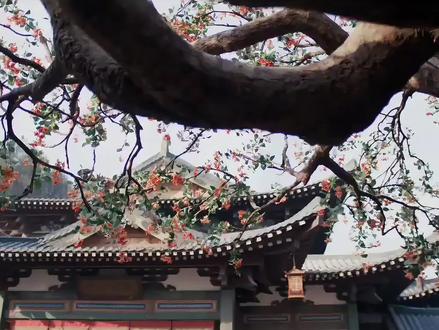 最好看的片段没有之一#逐玉