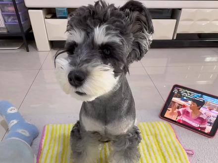 沉浸式小狗睡前洗漱#雪纳瑞 #养狗日常 #沉浸式 #狗狗打理日常