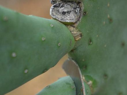 今天教大家仙人掌刺身的吃法,朋友们猜猜是什么味道 #三农流量扶持计划 #创业 #仙人掌 #仙人掌蔬菜 #广西水果