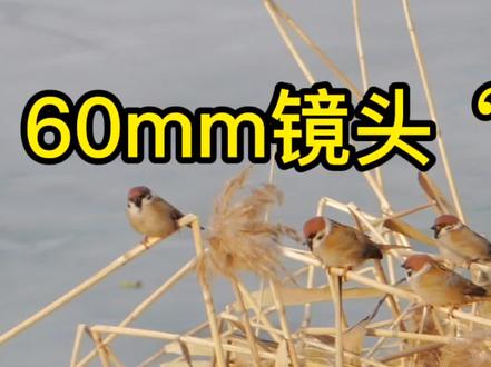 【松下g85相机使用小技巧】之增加你的焦段——延伸远摄功能介绍 #知识分享 #涨知识 #相机推荐 #微单 #相机设置 #摄影 #摄影技巧 #拍照 #器材党 #经验分享