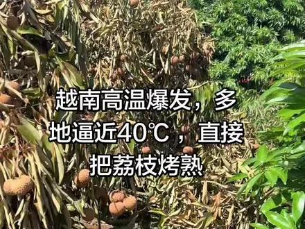 越南北部和中部正遭遇今年5月最强烈的一轮高温天气,多地气温接近甚至超过39℃#应季水果荔枝