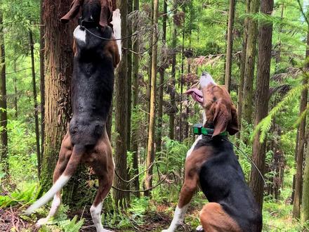 #不务正业的养狗人 #沃克猎犬 #特林沃克猎浣熊犬 能用的沃克带出去且好用的沃克