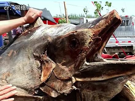 有没有尝过的给个说法 #山东僵尸金枪鱼 #万万想不到