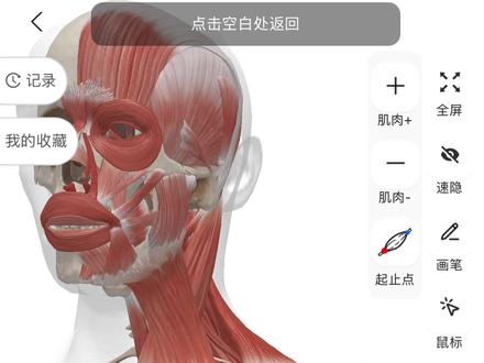 健身肌肉解剖 胸大肌下部功能及动作 #运动 #健身日常 #增肌 #变强 #健身