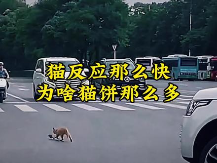 猫的反应那么快,为什么国道上被压扁的动物,最多的是猫呢?