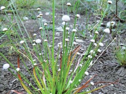 植物知识分享 谷精草