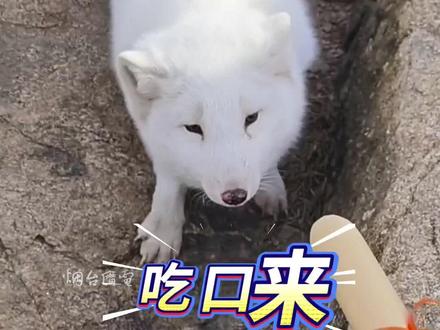 11月20日(采访时间),山东烟台。都有谁幸运偶遇磁山的小白狐了?#万物皆有灵性 #白狐 #磁山