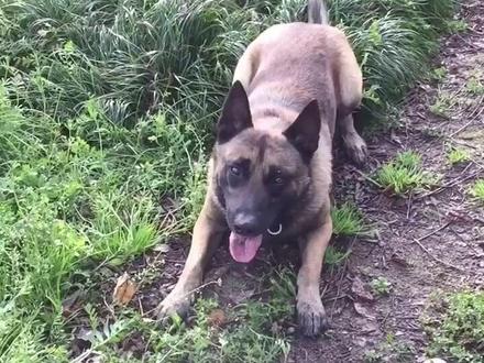 粉丝要求的气味追踪来了,是最最初级的,希望专业的指导!这个不是拉拉的强项!