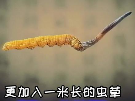 ⚡3.5 亿 米 长 的 虫 草?⚡ #搞笑 #更加入一米长的虫草