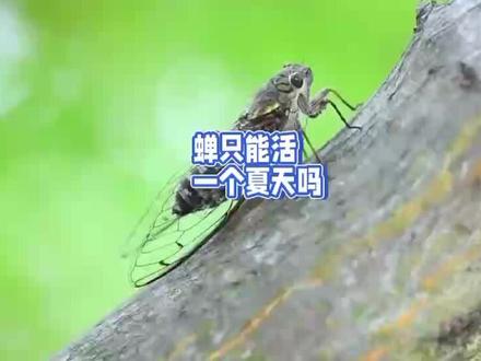 蝉只能活一个夏天吗 #昆虫 #蝉 #知了 #昆虫世界 #好奇昆虫 #蛐蛐 #蟋蟀 #观察昆虫 #蛐蛐蟋蟀鸣虫 #蝎子