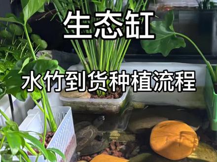 生态缸水竹到货种植全过程分享#生态缸#生态缸造景 #生态缸植物 #水竹 #种植小技巧