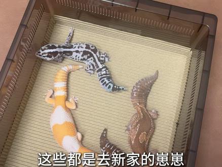 新手选什么样的肥尾最好#爬宠#肥尾守宫 #守宫