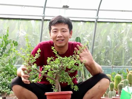 夏天养金枝玉叶,一月浇水一次别忘加点“小颗粒”,主干粗枝叶茂