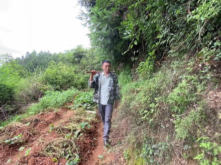 山里挖到一棵野山药,拿回来这样做营养又美味,大人小孩都爱吃 #挖山药 #野生山药 #农村美食 #农村生活