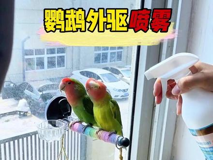 给鹦鹉喷喷雾啦,小鸟生病就用它,安全无害很实用#鹦鹉驱虫喷雾 #鹦鹉