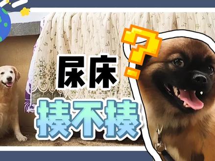 狗狗尿床其实是“有话要说!”分析后,主人恍然大悟!#作业#