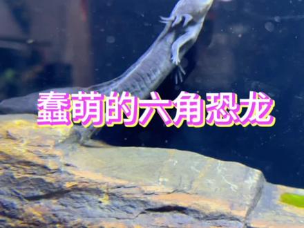 为什么鱼友们喜欢养六角恐龙呢#水族 #鱼缸里的大自然 #观赏鱼