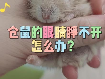 #养鼠日常分享 仓鼠眼睛睁不开肿么办?#养宠日常