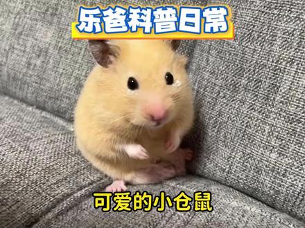 毛茸茸圆滚滚的小仓鼠 #科普 #涨知识 #仓鼠 #金丝熊 #弱小可怜又无助