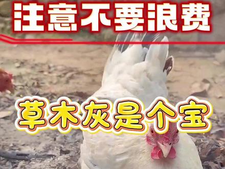 草木灰是个宝养鸡少不了#养殖人加油 #农村电商 #土鸡散养视频 #草鸡