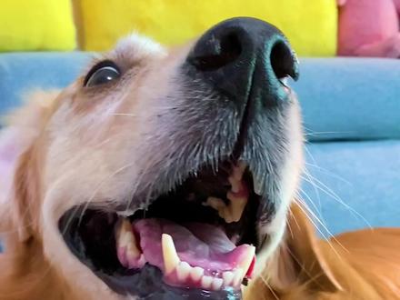 我妈今天吃了我做的雪糕,居然变成了绿巨人...#萌宠成精了