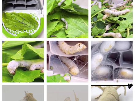 蚕的生长过程(完整版)#儿童益智 #儿童玩具 #儿童益智玩具 #亲子玩具 #益智玩具 #玩具 #创作灵感