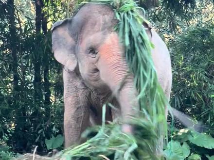 玛利亚就是如此萌之萌之啊! #大象 #长隆动物园 #可爱 #玛利亚 #治愈