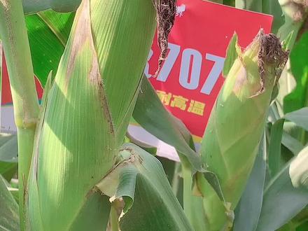 #三农 农业#农业 玉米选种丰度707,产量年年数第一