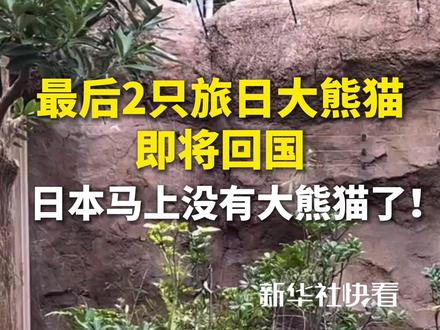 最后2只旅日大熊猫即将回国,日本马上没有大熊猫了!