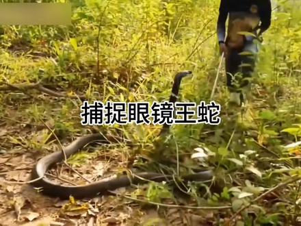 野外遇到巨型眼镜王蛇#动物#动物解说 #上热搜 #神奇的大自然 #科普