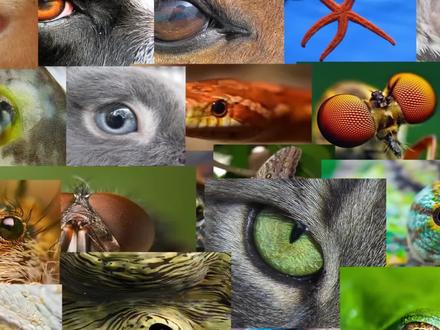 不同动物眼中的世界是什么样?究竟谁看到的世界才是它真正的样子 #科普一下 #动物 #2022科普时刻 #涨知识