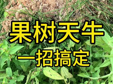 柑橘树柚子树果树天牛虫害 一招搞定#果树天牛 #天牛幼虫 #天牛克星 #天牛防治 #果树管理