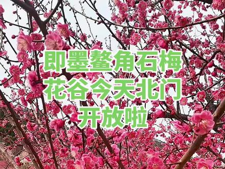 即墨鳌角石梅花谷今天北门开放了,不用爬野路啦!想来的赶快来吧!比十梅庵还漂亮