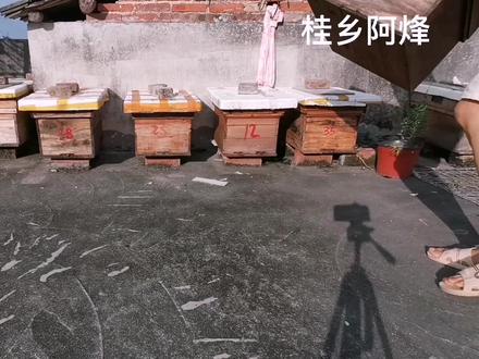 自制巢虫清木片对螟虫真的有效吗?两个月过去开箱告诉你答案