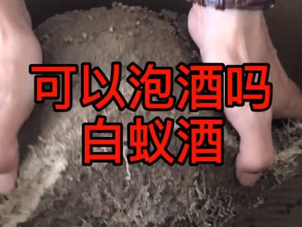 可以泡酒吗?白蚁酒!#白蚁防治 #家庭害虫 #灭白蚁