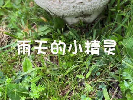 大雨也挡不住我采蘑菇 #野生菌 #捡菌子 #助眠 #解压