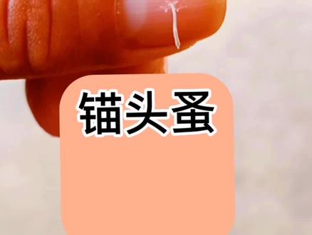 水产养殖锚头蚤寄生虫
#水产养殖 #鱼虾蟹养殖 #每天分享养殖小知识 #南美白对虾 #现场实拍
