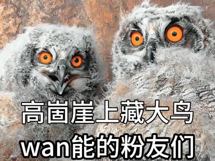 高崮崖上藏大鸟
wan能的粉友们
给超萌的鸟宝宝们
起了90个名字
您认为哪个最好听啊?
恨虎、恨狐、雕鸮、鹰虎、沙雕、金雕、食猴鹰、走地鸡、鸿鹄、座山雕、红眼金雕、狠猴、哼吼、泰迪鸟、猴面鹰、信吼、恨虎雕、鹰虎、老哼哼、横虎、哼胡鹰、恶老雕、崖鹰、老愣、袅熊、雪雕、輴鸟、比雕、海虎、恒虎、狮鹫、猫头鹰、药王雕、鹞子、雪鸮、星虎、兔虎、老鸪雕、嘿虎、鹰狗子、黑鹄、老猫吼、秃虎、角鸮、嗨虎、食猿雕、林雕、中华飞哒雕、岩鹰、波鹅、夜猫子、海东青、大鵟、恨古雕、老玄雕、熬鹰、恨狐鹰、渡渡鸟、兔鹘、飞虎、猴头鹰、狼人雕、孟德斯鸠、羊头鹰、哼哭鹰、辛胡、钩嘴雀、鸻鹄、哼喉鸟、屠户、鬼鸟、花雕、恨鹕、逊虎、哼糊、恨头鹰、纳鹰、苍鸮、搬鹰、搬雕、枭鹰子、杏虎、老熏虎、老要鵰、怨鵰、醒虎、角雕、双耳雕、擤虎、牛头夜猫子。#沂蒙七十二崮 #文化旅游 #发现最美山东 #灵性动物