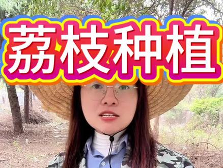 荔枝第一次保果用什么,才能提高坐果率#荔枝 #荔枝树 #荔枝种植 #荔枝管理技术 #荔枝管理技术