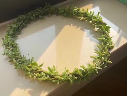 用柳树生根方法