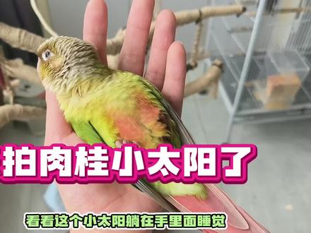 家有萌宠手养鹦鹉小太阳肉桂小太阳黄边凤梨蓝化绿颊小太阳鸟儿 #鹦鹉鹦鹉萌萌哒逗鹦鹉 #鹦鹉 #手养鹦鹉 #小太阳鹦鹉 #肉桂小太阳鹦鹉 #萌宠出道计划 #养鸟日常 #铲屎官日记 #小鸟 #优缺点分析