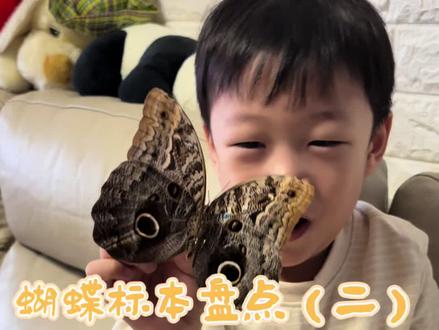 时隔一年再来看看我们的蝴蝶标本吧#蝴蝶 #标本 #神奇动物在抖音